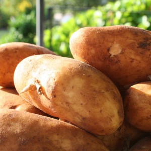 Für jede Diät ungeeignet: die Kartoffel