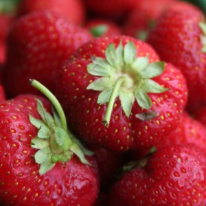 Wissenswertes über die Erdbeere