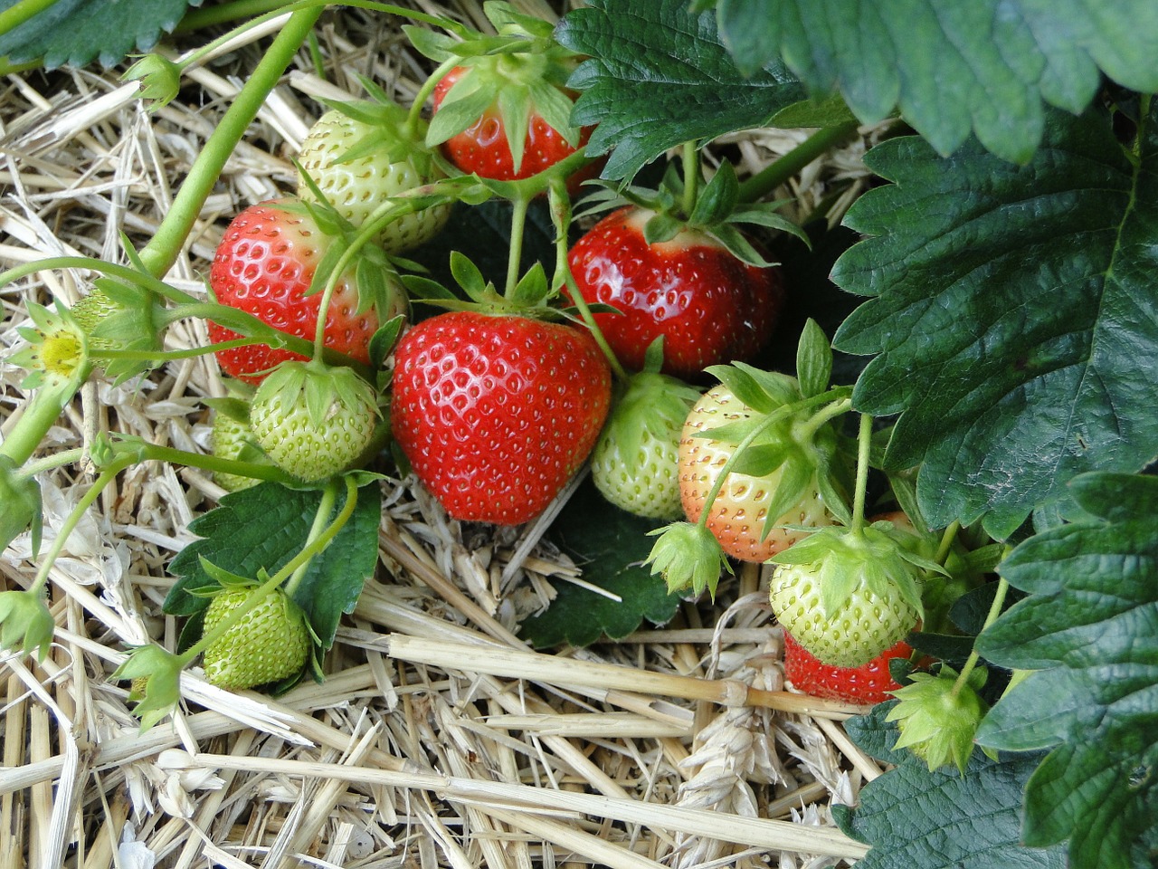 Erdbeeren am besten im Spätsommer pflanzen