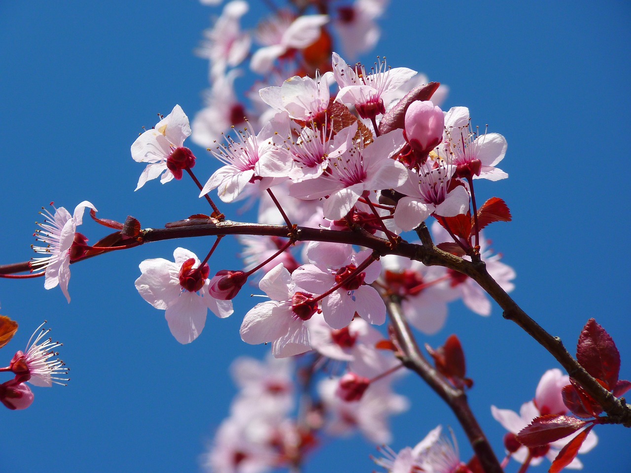 Verheißungsvolle Frühjahrsboten: Mandelblüten